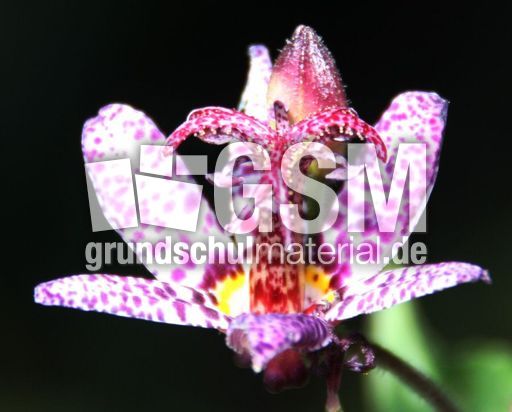 Orchidee-078.jpg